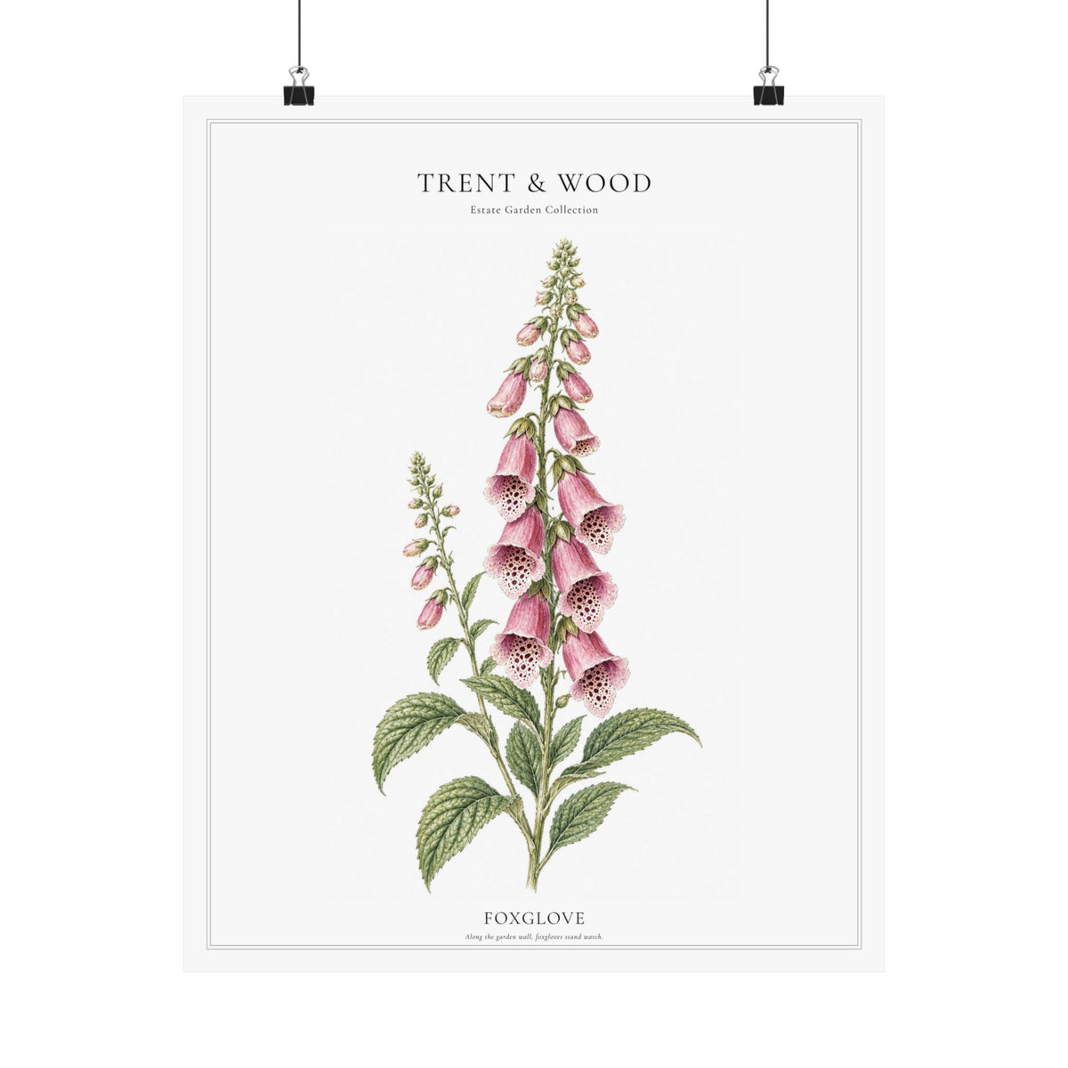 Foxglove | Botanical Print