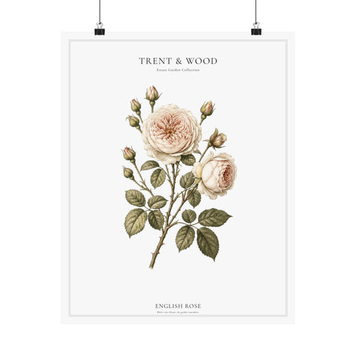 English Rose | Botanical Print